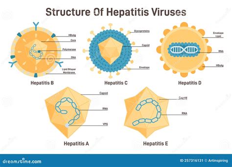 Hepatitis Viruses Set Structure Of Hepatitis A B C D E Viruses With Parts Stock Vector