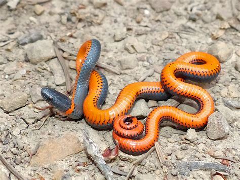 Pacific Ringneck Snake