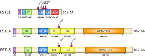 Structural Organization Of The Fstl Fstl And Fstl Proteins The