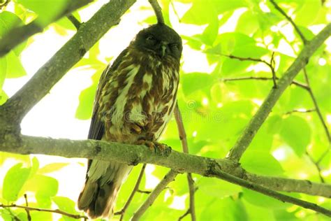 Northern Boobook Ninox Japonica Stock Photo Image Of Nocturnal