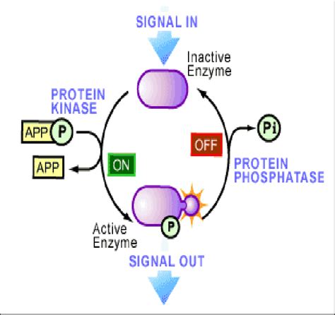 Figure1. protein phosphorylation and dephosphorylation. Protein ...