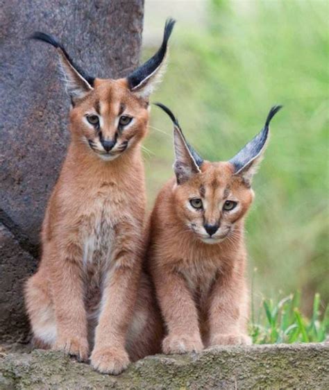 Adorable Caracals Tiere Karakal Ausgestopftes Tier