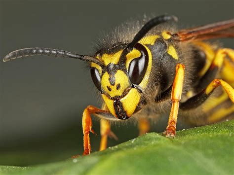 Vespula germanica