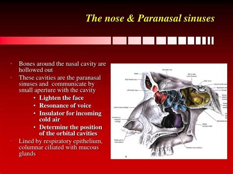 Ppt The Nose And Paranasal Sinuses Powerpoint Presentation Free Download Id9440109