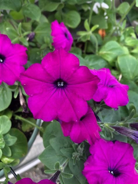 Petunias Easy Wave Violet The Greenery Garden Centre