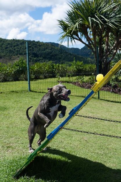 Cachorro Pit Bull De Nariz Azul Brincando E Se Divertindo No Parque