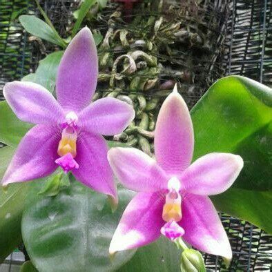 Jual Anggrek Phalaenopsis Violacea Shopee Indonesia