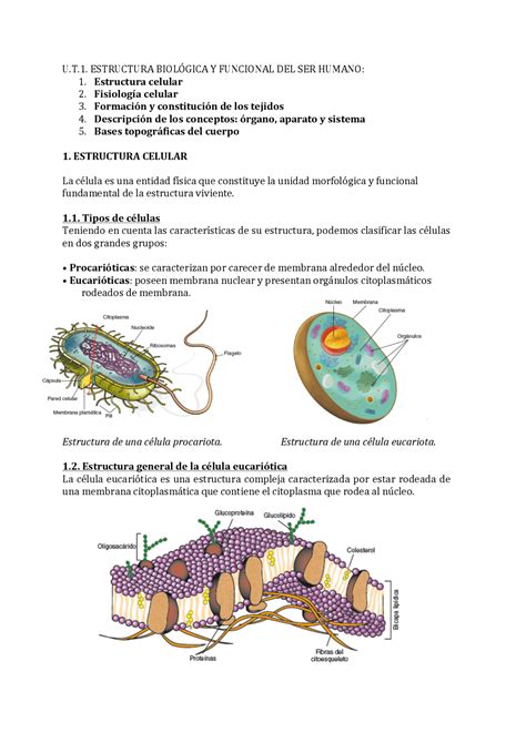 ESTRUCTURA BIOLÓGICA Y FUNCIONAL DEL SER HUMANO Apuntes de Biología