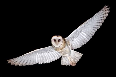 Australian Barn Owls in flight - The Owl Pages