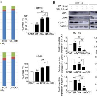 Effect Of Ua And Dox On Cell Cycle Distribution In Hct And Ht Crc