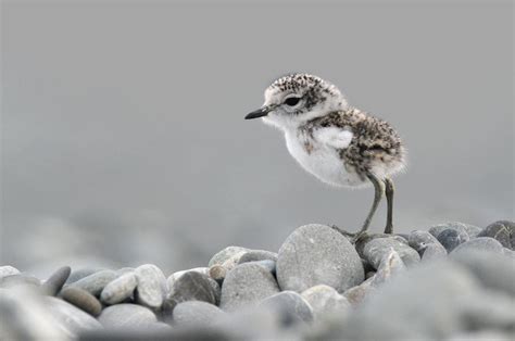 A Sandpiper Baby Raww