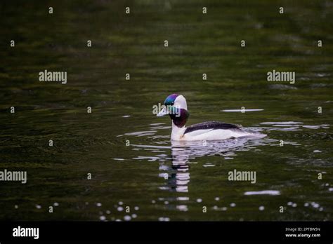 A Male Bufflehead Bucephala Albeola Duck Is Swimming On Yellow Lake