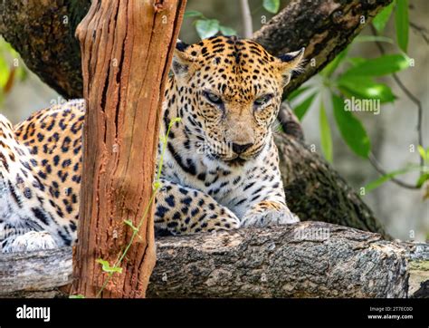 Indochinese Leopard Panthera Pardus Delacouri Lying On A Tropical