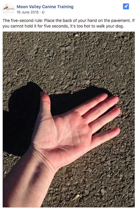 Simple trick reveals if it’s too hot to walk your dog safely