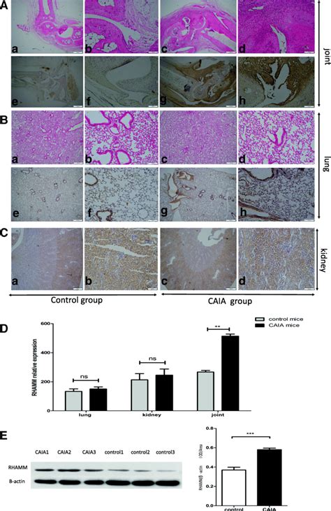 A He Immunohistochemistry Staining Of Joints Of Control Mice A B E Download Scientific