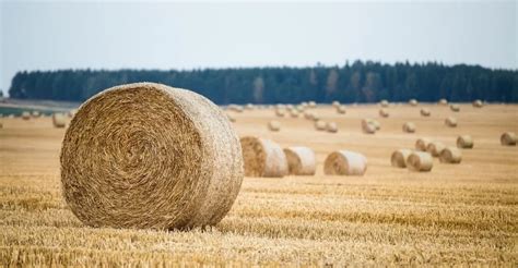 bales  hay  acre optimizing yield  harvest
