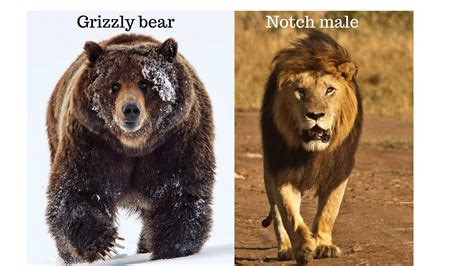 Grizzly Bear Vs Lion Size