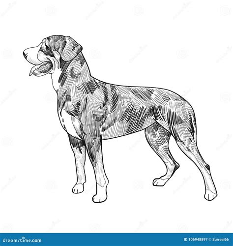 Swiss Mountain Dog Hand Drawn Sketch Isolated On White Background