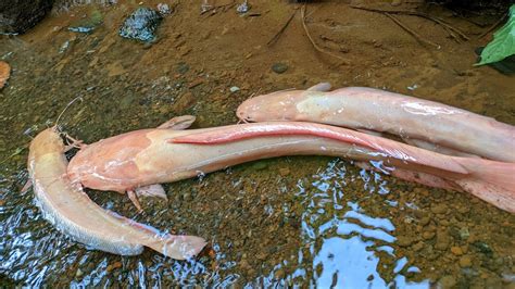 Menemukan Banyak Ikan Hias Lele Albino YouTube