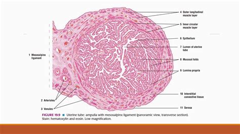 Female Reproductive System Histology Youtube