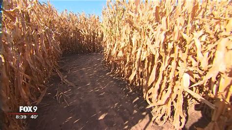 Harvest Festival corn maze | FOX 9 Minneapolis-St. Paul