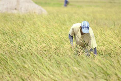 Negocc Guv To Help Farmers Cope With Low ‘palay Prices