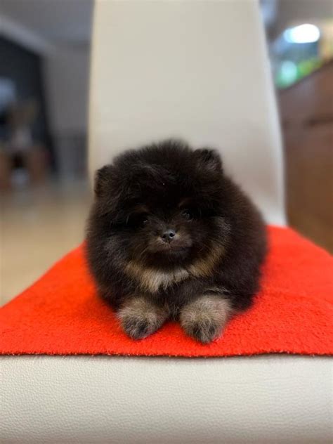 Szpic Miniaturowy Pomeranian Obizna Olx Pl