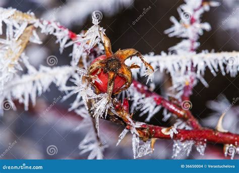 Frozen hip stock photo. Image of covered, decoration - 36650004