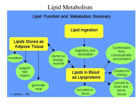 Ppt Lipid Metabolism Powerpoint Presentation Free Download Id3640111