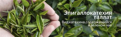 Младомастон на Артлайф Маркет