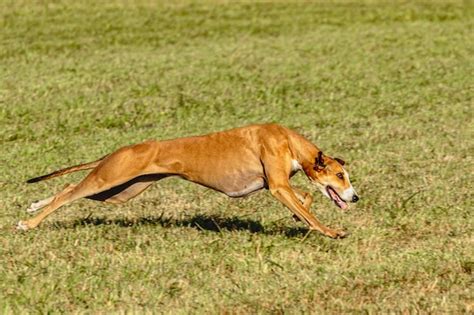 Perro galgo corriendo y persiguiendo señuelos en el campo Foto Premium