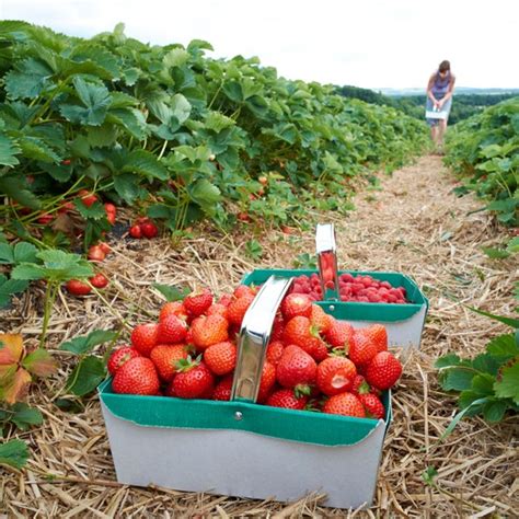 Strawberry Garden Images