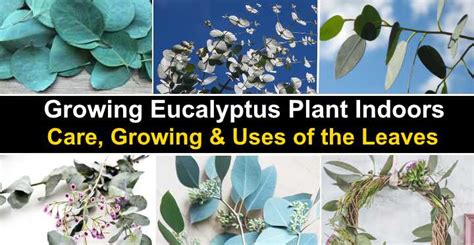 Eucalyptus Plant: Care, Growing Guide and Uses of the Leaves