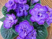 8 Ideas De Cultivo De Violetas Cultivo De Plantas Plantas Jardin