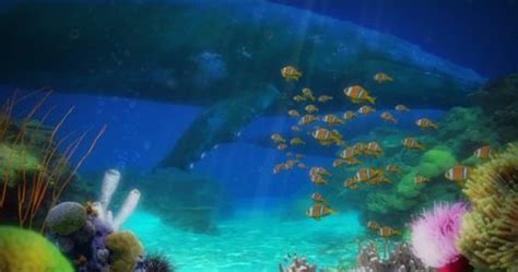 Finding Nemo Coral Reef Scene