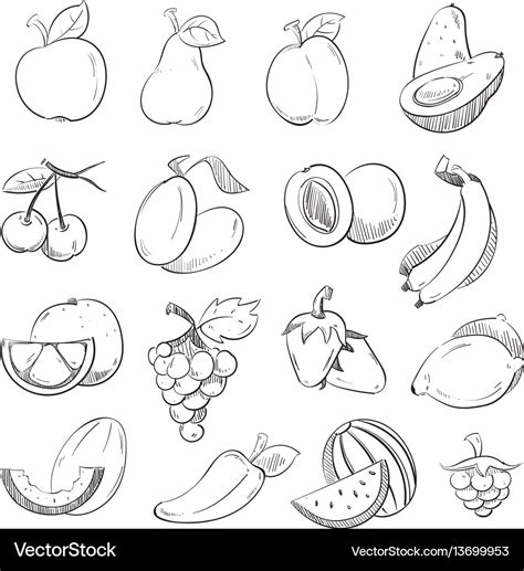 Sketch Doodle Hand Drawn Fresh And Juicy Fruits Vector Image