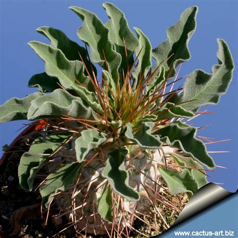 Pachypodium Namaquanum Pukubook