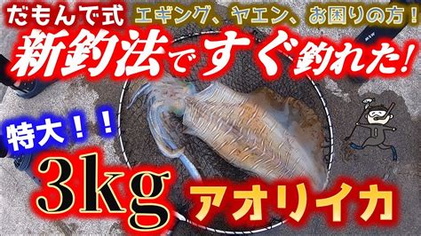 仕掛けて2分！3kg超の巨大アオリイカがすぐに食ってきた！だもんで式釣法はエギングより釣れてヤエン苦手でもok！【26話】 Youtube