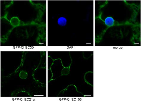 Confocal Microscope Z Stack Projections Showing The Localization