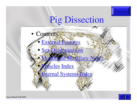 PIG Isbshxhxhs Pig Dissection ContentsContents External Features Sex Determination