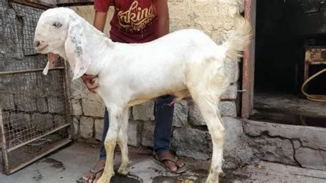 Men Male Sojat Goat Meat At Rs Kg In Nagaur Id