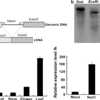 Gene Structure Genomic Organization And Expression Pattern Of SlGRX1