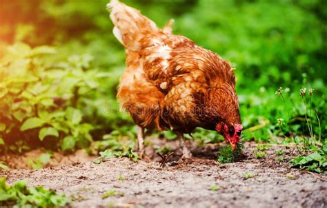 Chicken and Rooster on a Farm Stock Image - Image of meat, food: 173258619