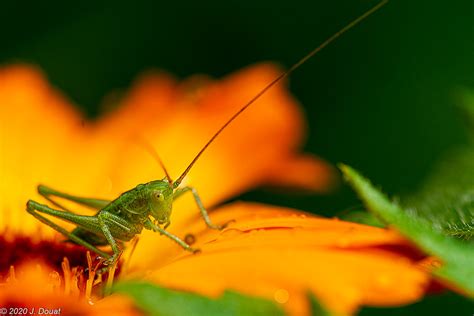 Douat Jacques Petite Sauterelle Asptt Photo Mont De Marsan Flickr