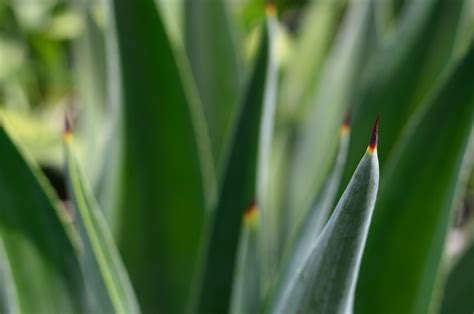 Fotos Gratis Nica Agave Naturaleza Azul Cactus Verde