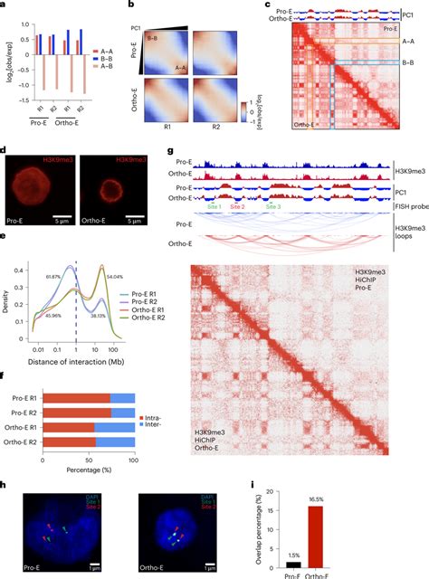 Chromatin condensation in terminal erythropoiesis is coupled with ...