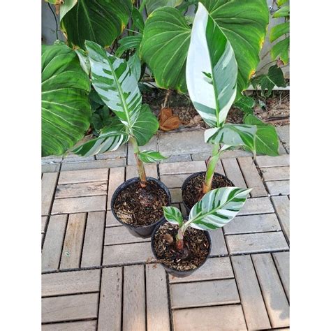 Jual Pisang Musae Variegata Shopee Indonesia