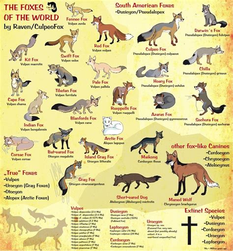 Foxes Of The World - Illustrated Guide