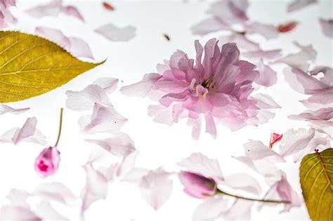 Free photo: petals, falling, japanese cherry, falling leaves, blossom ...