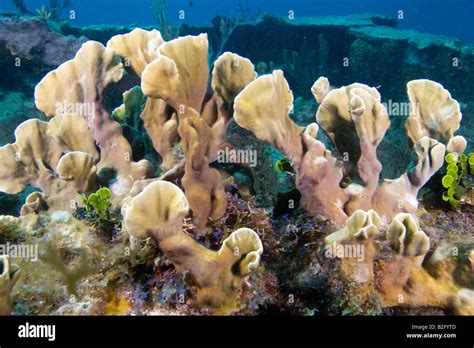 Blade Fire Coral Millepora Complanata Hi Res Stock Photography And